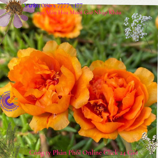 Cành Giống Hoa Mười Giờ Thái Kép MÀU CAM CÀ RỐT Cành Tơ Siêu Khỏe Ra Rễ Sau 3 Ngày SHOP PP ONLINE CLICK 24 GIỜ