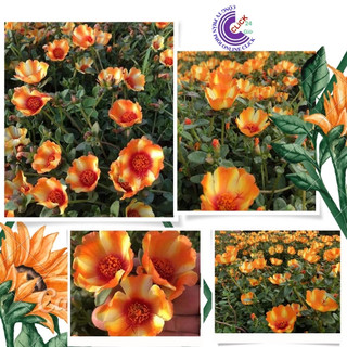 [Bán Theo Cân] Cành Giống Hoa Sam Thái Vàng Cam Màu 99 SHOP PP ONLINE CLICK 24 GIỜ