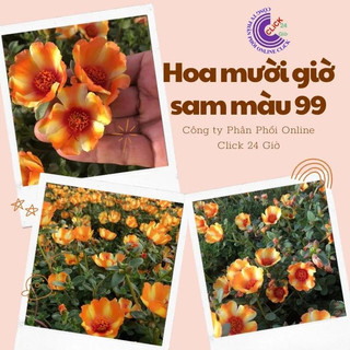 [Bán Theo Cân] Cành Giống Hoa Sam Thái Vàng Cam Màu 99 SHOP PP ONLINE CLICK 24 GIỜ