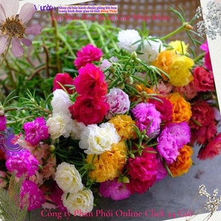 [Gía siêu rẻ] 1 Ký Cành Hoa Mười Giờ Nhiều Màu Cành Khỏe SHOP PP ONLINE CLICK 24 GIỜ