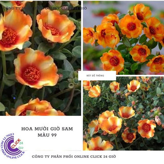 [Bán Theo Cân] Cành Giống Hoa Sam Thái Vàng Cam Màu 99 SHOP PP ONLINE CLICK 24 GIỜ