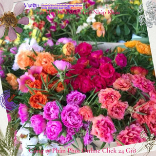 [Gía siêu rẻ] 1 Ký Cành Hoa Mười Giờ Nhiều Màu Cành Khỏe SHOP PP ONLINE CLICK 24 GIỜ