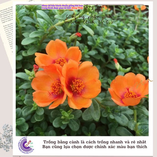 Cành Giống Hoa Sam Cam Chảnh Màu 50 Hoa Mười Giờ Sam Thái Đơn SHOP PP ONLINE CLICK 24 GIỜ