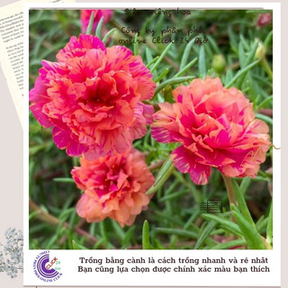 Hoa Mười Giờ Thái Kép Màu Hồng Đào Mới Lạ Hoa Mười Giờ SHOP PP ONLINE CLICK 24 GIỜ