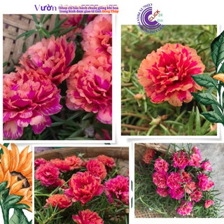 Hoa Mười Giờ Thái Kép Màu Hồng Đào Mới Lạ Hoa Mười Giờ SHOP PP ONLINE CLICK 24 GIỜ
