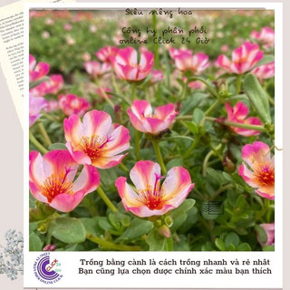 [Bán Theo Cân] Cành Giống Hoa Sam Thái Hoa Mười Giờ Sam Sọc Màu 8 Đẹp Tuyệt SHOP PP ONLINE CLICK 24 GIỜ