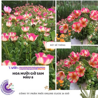 [Bán Theo Cân] Cành Giống Hoa Sam Thái Hoa Mười Giờ Sam Sọc Màu 8 Đẹp Tuyệt SHOP PP ONLINE CLICK 24 GIỜ