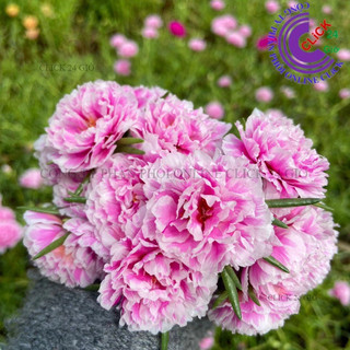 Hoa Mười Giờ Thái Kép SONG HỶ Cành Tơ Siêu Khỏe Ra Rễ Sau 3 Ngày SHOP PP ONLINE CLICK 24 GIỜ