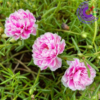 Hoa Mười Giờ Thái Kép SONG HỶ Cành Tơ Siêu Khỏe Ra Rễ Sau 3 Ngày SHOP PP ONLINE CLICK 24 GIỜ