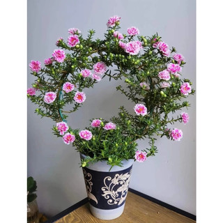 Hoa Mười Giờ Thái Kép SONG HỶ Cành Tơ Siêu Khỏe Ra Rễ Sau 3 Ngày SHOP PP ONLINE CLICK 24 GIỜ