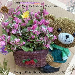 Hoa Cẩm Thạch Lá Hồng Mới Tuyệt Đẹp 🏵️ SHOP PP ONLINE CLICK 24 GIỜ