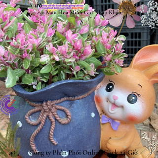 Hoa Cẩm Thạch Lá Hồng Mới Tuyệt Đẹp 🏵️ SHOP PP ONLINE CLICK 24 GIỜ