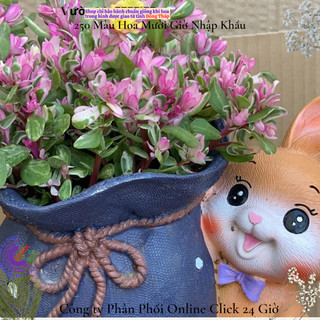 Hoa Cẩm Thạch Lá Hồng Mới Tuyệt Đẹp 🏵️ SHOP PP ONLINE CLICK 24 GIỜ