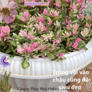 Hoa Cẩm Thạch Lá Hồng Mới Tuyệt Đẹp 🏵️ SHOP PP ONLINE CLICK 24 GIỜ