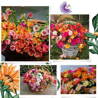 [CHỌN TỪNG MÀU 3] Hoa Sam Thái Nhiều Màu Cành Giống Hoa Mười Giờ Sam Siêu Rẻ SHOP PP ONLINE CLICK 24 GIỜ