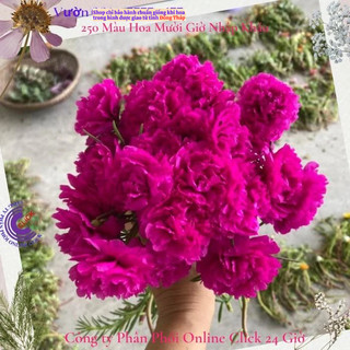 1 Ký Cành Giống Hoa Mười Giờ BÔNG TO SIÊU TO KHỔNG LỒ Lớn Gấp 3 Lần So Với Hoa Thái Kép