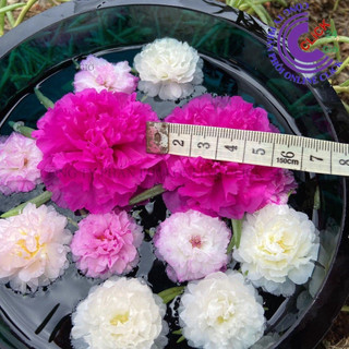 1 Ký Cành Giống Hoa Mười Giờ BÔNG TO SIÊU TO KHỔNG LỒ Lớn Gấp 3 Lần So Với Hoa Thái Kép