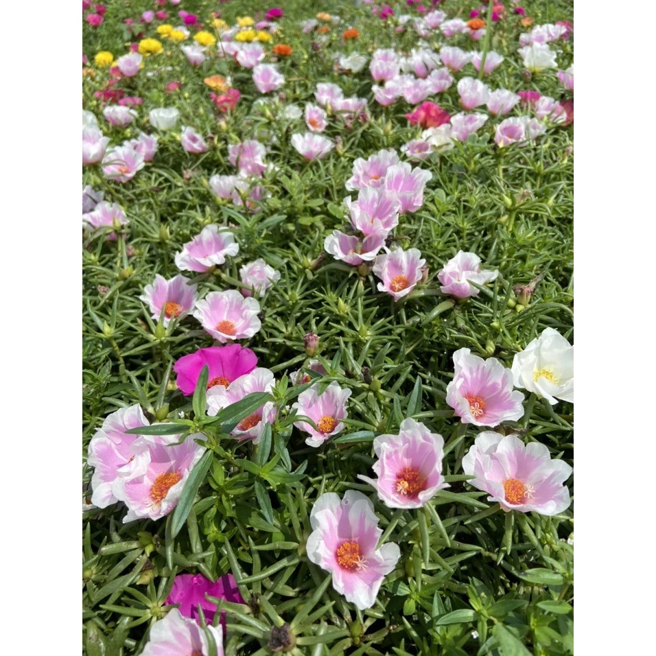 [Được Chọn Màu] 500g Cành Giống Hoa Mười Giờ MỸ ĐƠN ĐỦ 7 MÀU Hoa Rất To Đẹp Hoa Mười Giờ Bonsai & Phụ Kiện