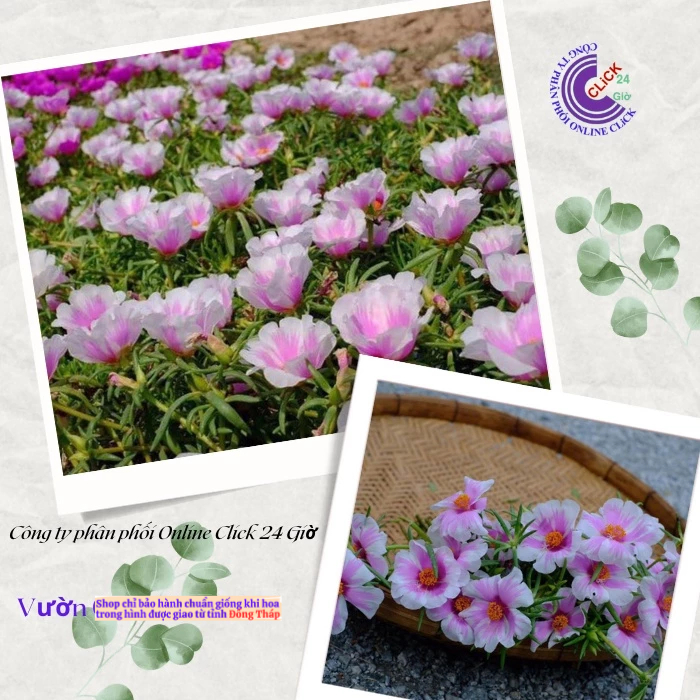 [Được Chọn Màu] 500g Cành Giống Hoa Mười Giờ MỸ ĐƠN ĐỦ 7 MÀU Hoa Rất To Đẹp Hoa Mười Giờ Bonsai & Phụ Kiện