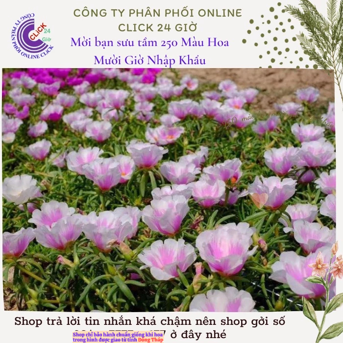 [Được Chọn Màu] 500g Cành Giống Hoa Mười Giờ MỸ ĐƠN ĐỦ 7 MÀU Hoa Rất To Đẹp Hoa Mười Giờ Bonsai & Phụ Kiện