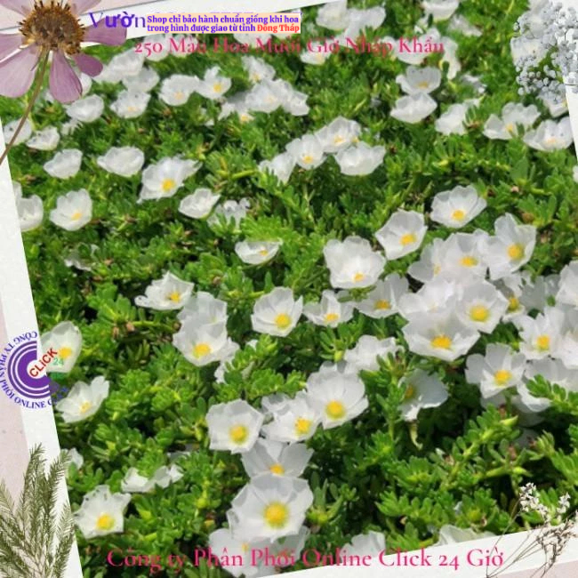 [Bán Theo Cân Siêu Rẻ] Hoa Mười Giờ Sam Giọt Nước Giống Mới Tuyệt Đẹp Hoa Nhiều Dầy Đặc Hoa Mười Giờ Bonsai & Phụ Kiện