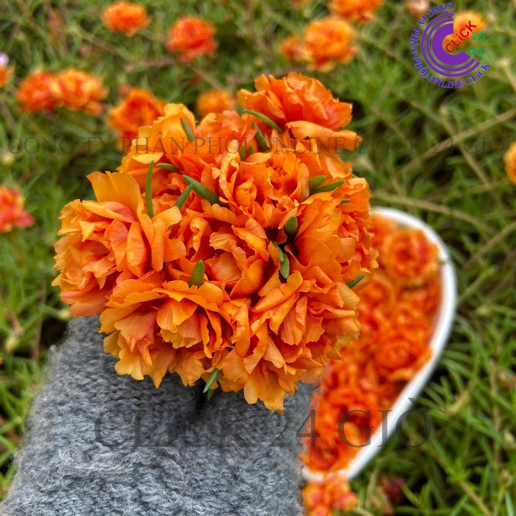 Hoa Mười Giờ Thái Kép MÀU CAM Cà Rốt ĐẬM Cành Giống Khỏe