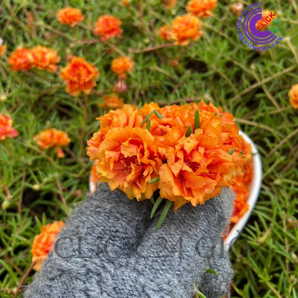 Hoa Mười Giờ Thái Kép MÀU CAM Cà Rốt ĐẬM Cành Giống Khỏe