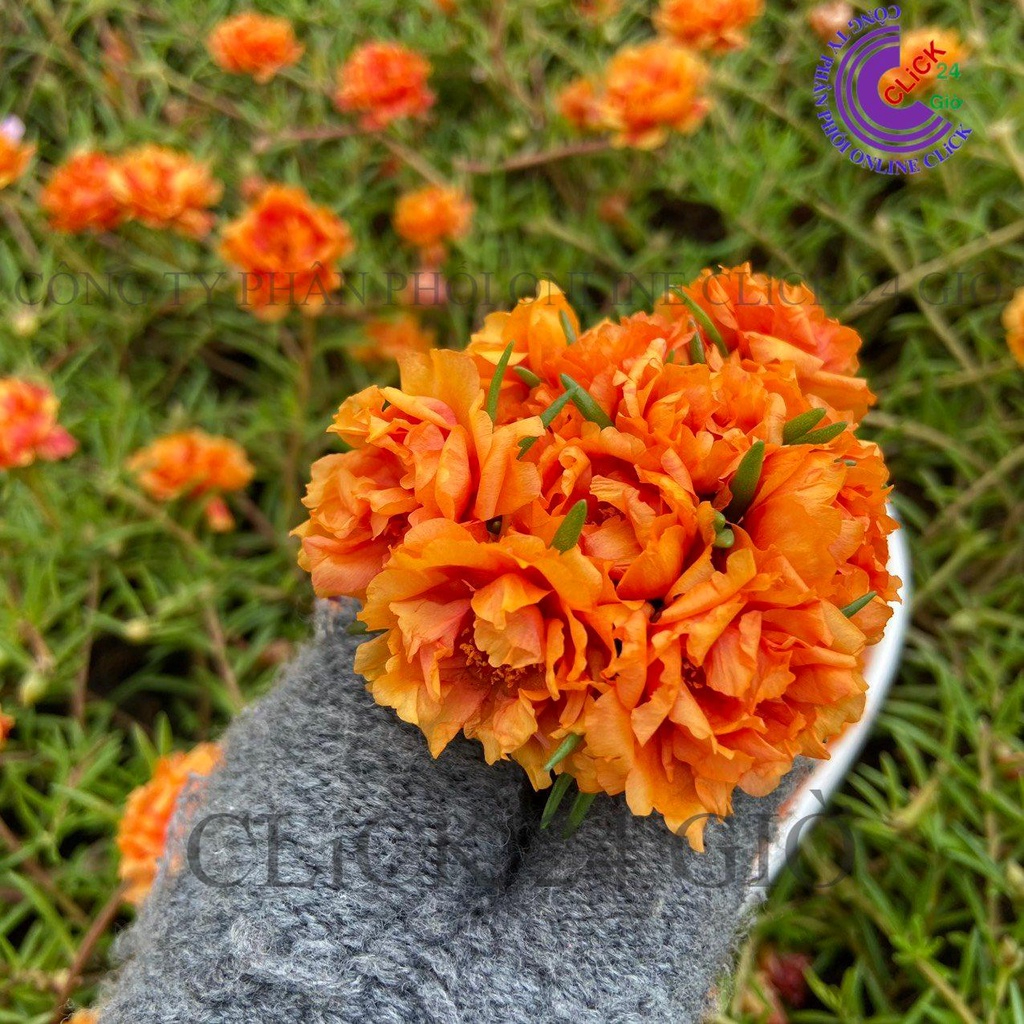 Hoa Mười Giờ Thái Kép MÀU CAM Cà Rốt ĐẬM Cành Giống Khỏe