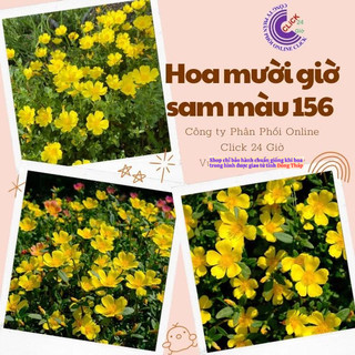 Hoa Sam Đơn Màu Vàng Hoa Mười Giờ Sam Thái Màu 156 Đẹp Nổi Bật Hoa Mười Giờ