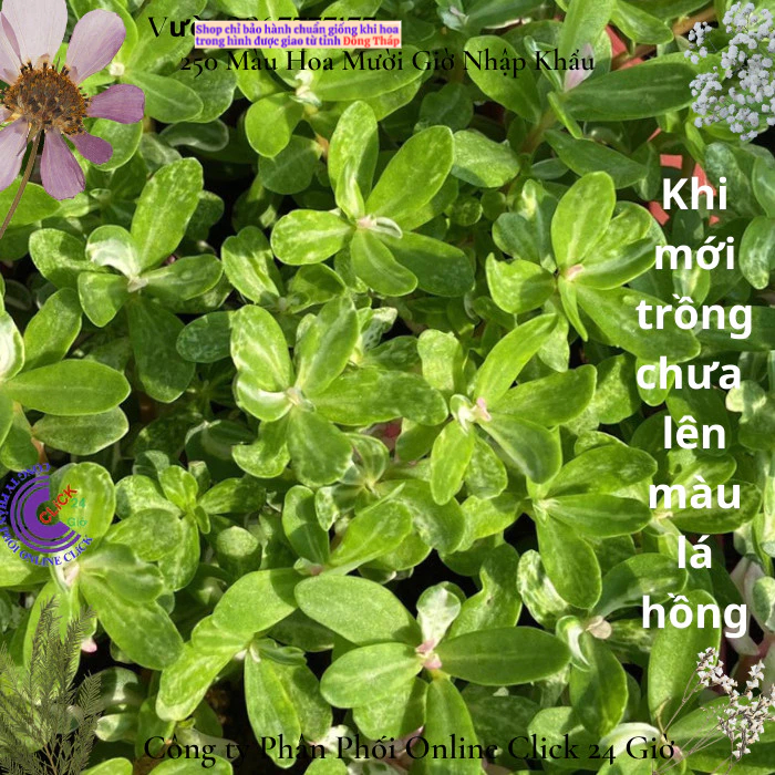 Hoa Mười Giờ Sam Cẩm Thạch Lá Hồng Hạnh Phúc 🌹 Hoa Mười Giờ Bonsai & Phụ Kiện