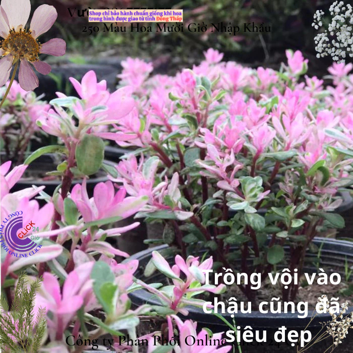 Hoa Mười Giờ Sam Cẩm Thạch Lá Hồng Hạnh Phúc 🌹 Hoa Mười Giờ Bonsai & Phụ Kiện