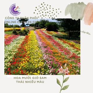 Cành Giống Hoa Sam Chuẩn SAM THÁI Nhập Khẩu Hoa To Nhiều Màu Siêu Thị Hoa
