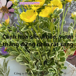 Cành Hoa Sam Cẩm Thạch Vàng Phú Quý Siêu Đẹp Siêu Thị Hoa
