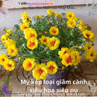 NỞ CẢ NGÀY Hoa mười giờ mỹ kép vàng xuyến đỏ nổi bật hoa to rực rỡ☄️ Siêu Thị Hoa