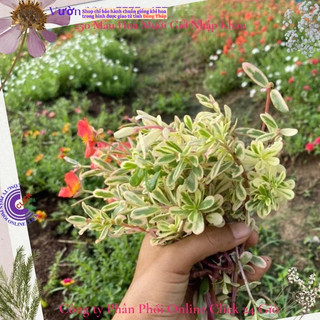 500g Hoa Mười Giờ Sam Cẩm Thạch HOA ĐỎ Hoa Mười Giờ Sam Thái Viền Lá Cẩm Thạch Đẹp Độc Lạ Siêu Thị Hoa