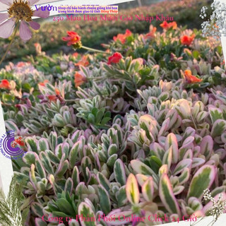500g Hoa Mười Giờ Sam Cẩm Thạch HOA ĐỎ Hoa Mười Giờ Sam Thái Viền Lá Cẩm Thạch Đẹp Độc Lạ Siêu Thị Hoa