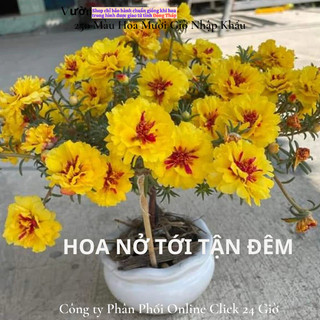 NỞ CẢ NGÀY Hoa mười giờ mỹ kép vàng xuyến đỏ nổi bật hoa to rực rỡ☄️ Siêu Thị Hoa