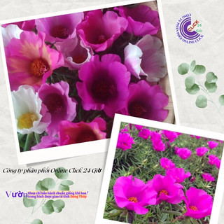 [Được Chọn Màu] Cành Giống Hoa Mười Giờ Mỹ Đơn Màu Tím Hoa To Cành Mập Siêu Thị Hoa