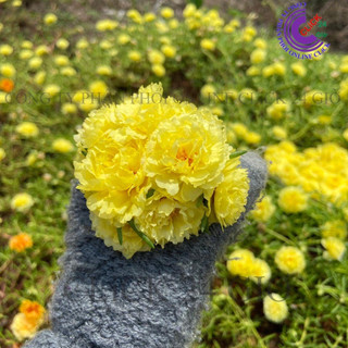 Cành Giống Hoa Mười Giờ Thái Kép MÀU VÀNG Cành Tơ Siêu Khỏe Ra Rễ Sau 3 Ngày  Siêu Thị Hoa
