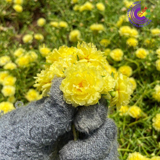 Cành Giống Hoa Mười Giờ Thái Kép MÀU VÀNG Cành Tơ Siêu Khỏe Ra Rễ Sau 3 Ngày  Siêu Thị Hoa