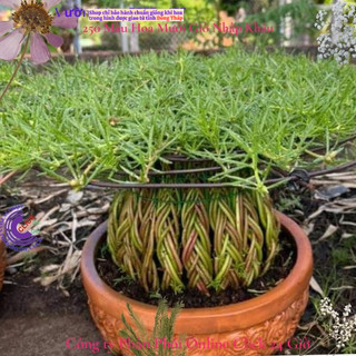 Hoa Mười Giờ Cành Dài Để Tạo Dáng Tiểu Cảnh Sáng Tạo Siêu Thị Hoa