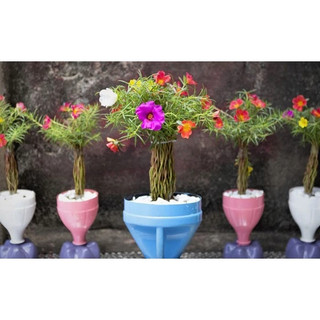 Hoa Mười Giờ Cành Dài Để Tạo Dáng Tiểu Cảnh Sáng Tạo Siêu Thị Hoa