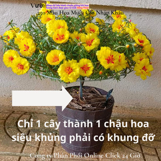 NỞ CẢ NGÀY Hoa mười giờ mỹ kép vàng xuyến đỏ nổi bật hoa to rực rỡ☄️ Siêu Thị Hoa
