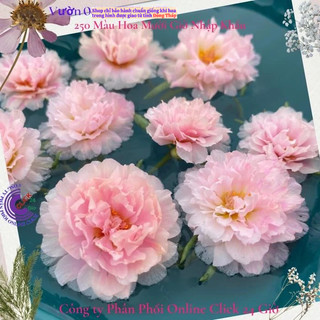 Cành Giống Hoa Mười Giờ Thái Kép Màu Hồng Công Chúa Đẹp Mĩ Mãn Siêu Thị Hoa