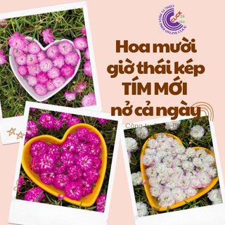 [Nở Cả Ngày] Combo Hoa Mười Giờ Thái Kép Màu Tím Mới Siêu Đẹp Dễ Trồng  Siêu Thị Hoa