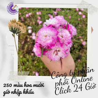 [Nở Cả Ngày] Combo Hoa Mười Giờ Thái Kép Màu Tím Mới Siêu Đẹp Dễ Trồng  Siêu Thị Hoa