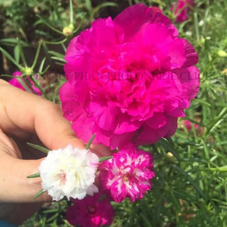 1 Ký Cành Giống Hoa Mười Giờ BÔNG TO KHỔNG LỒ Giống Mới Lớn Gấp 3 Lần So Với Thái Kép