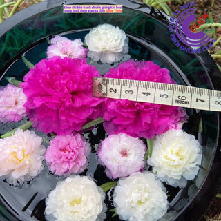 1 Ký Cành Giống Hoa Mười Giờ BÔNG TO KHỔNG LỒ Giống Mới Lớn Gấp 3 Lần So Với Thái Kép