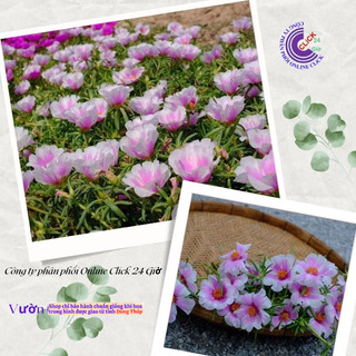 [Được Chọn Màu] 500g Cành Giống Hoa Mười Giờ MỸ ĐƠN ĐỦ 7 MÀU Hoa Rất To Đẹp Siêu Thị Hoa