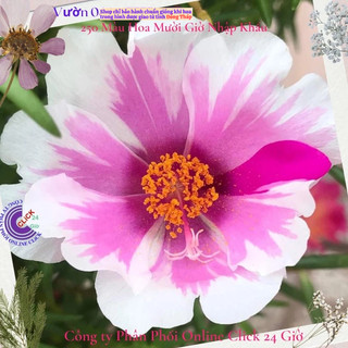 [Được Chọn Màu] 500g Cành Giống Hoa Mười Giờ MỸ ĐƠN ĐỦ 7 MÀU Hoa Rất To Đẹp Siêu Thị Hoa